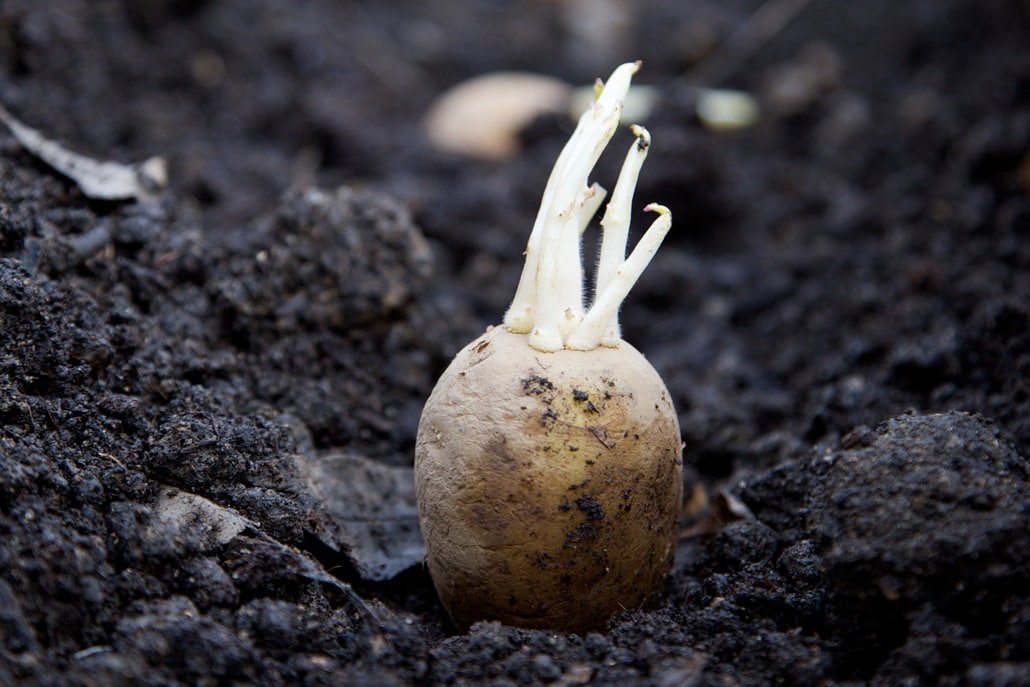 Bayer and Solynta Partner to Enhance True Potato Seed Adoption in Kenyan and Indian Smallholder Markets